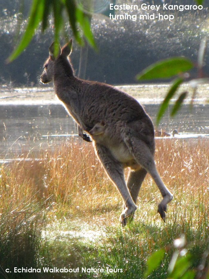kangaroo hopping with joey in pouch