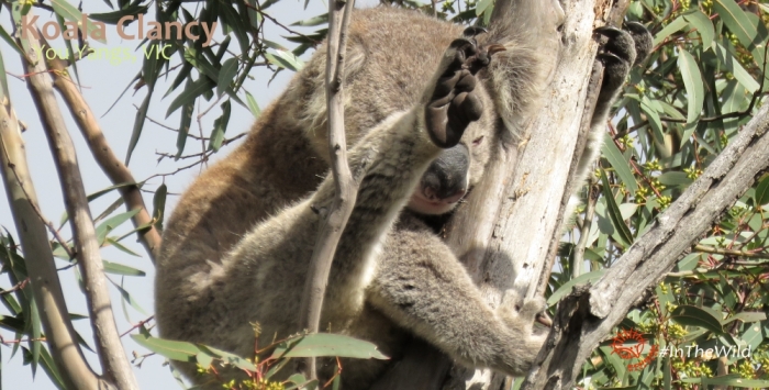 wild koala claws and feet