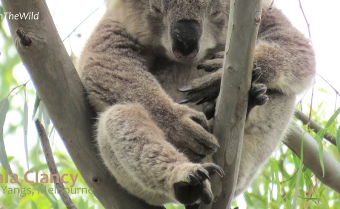 How does a koala climb? Part 1: the claws