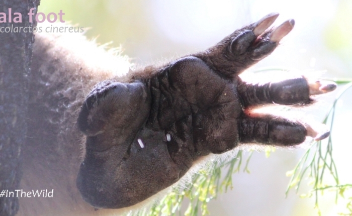 How does a koala climb? Part 2: the hands and feet