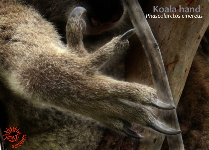 koala hand how does a koala climb