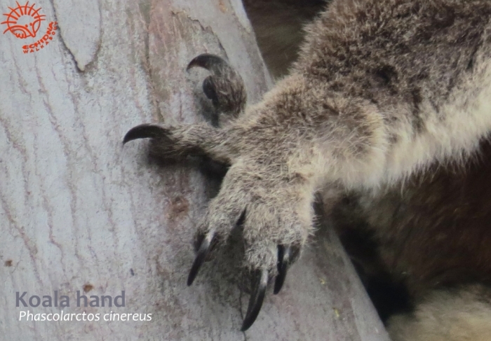 how koala climbs using its fore foot