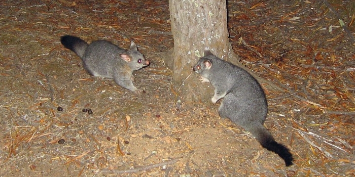 Common_Brushtail_Possum_2x_-_Flickr_-_GregTheBusker-lowres