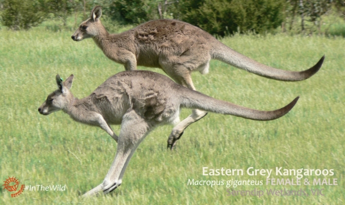 Eastern Grey Kangaroos hopping