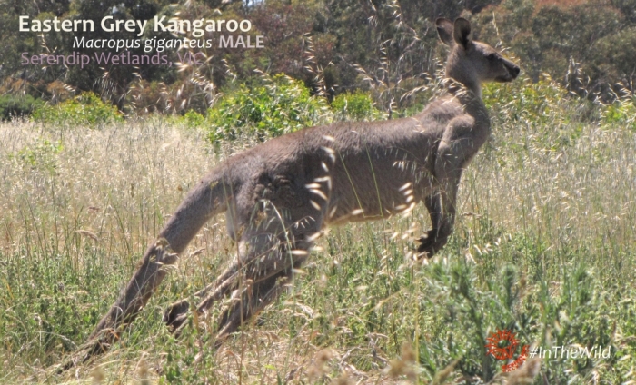 kangaroo hop