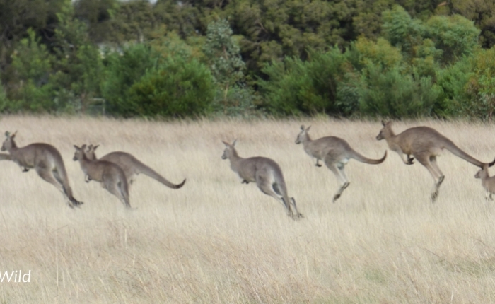 Why do kangaroos hop?