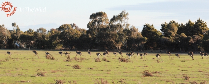 wild mob of kangaroos hopping