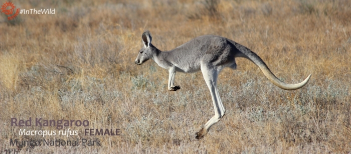 Red Kangaroo hopping Mungo