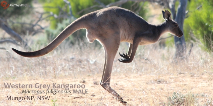 Kangaroo hopping Mungo
