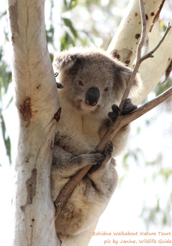 wild koala Pat welcomes Insight Australia's donation to koala habitat restoration