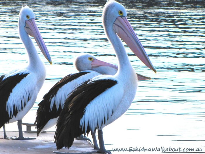 pelicans060711p01textlowres