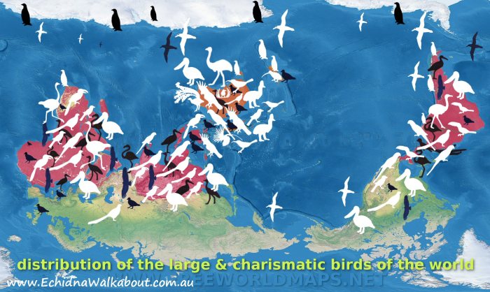 Predominantly southern distribution of large birds of the world