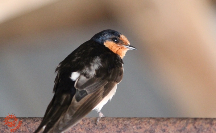 Built for the birds – Welcome Swallows and the Mungo Woolshed.