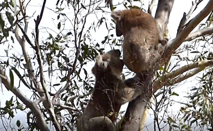 The Pre-Menstrual Drop Bear: 5 Amazing Facts about Koala Sex