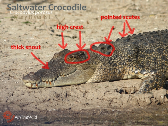 how to tell a saltwater crocodile from a freshwater crocodile