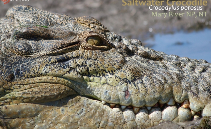 About Saltwater Crocodiles
