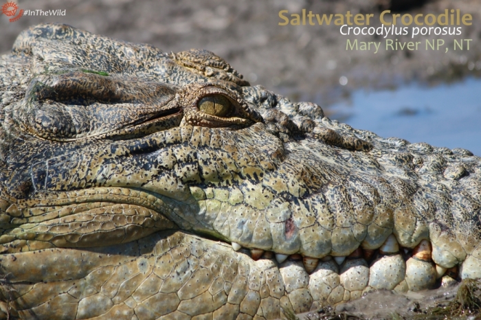 About saltwater crocodiles