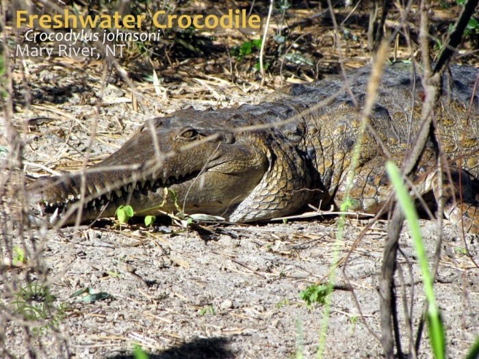 identify freshwater crocodiles from saltwater crocodiles