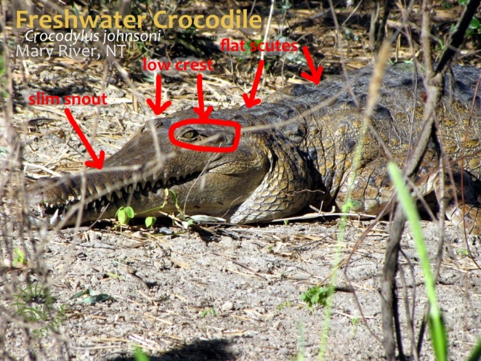 how to identify a freshwater crocodile