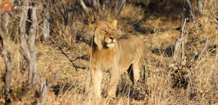 lion-young-male-savuti