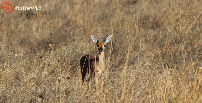Steenbok Southern Africa