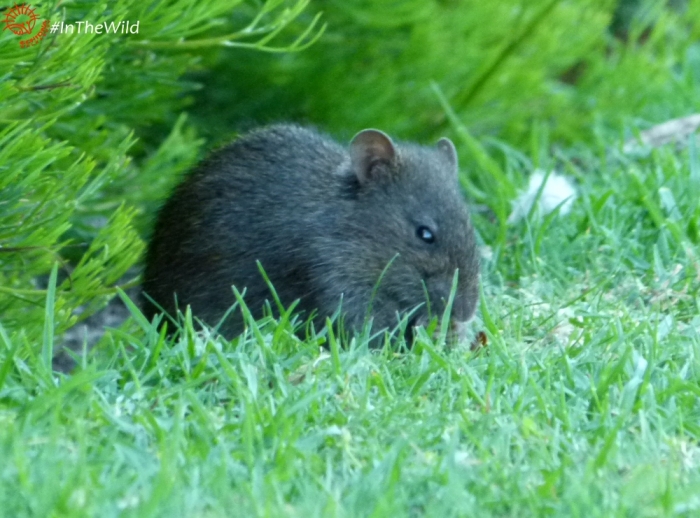 Swamp Rat Mammals of East Gippsland